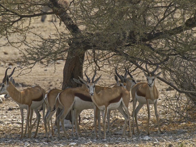 Okaukuejo, Springbok